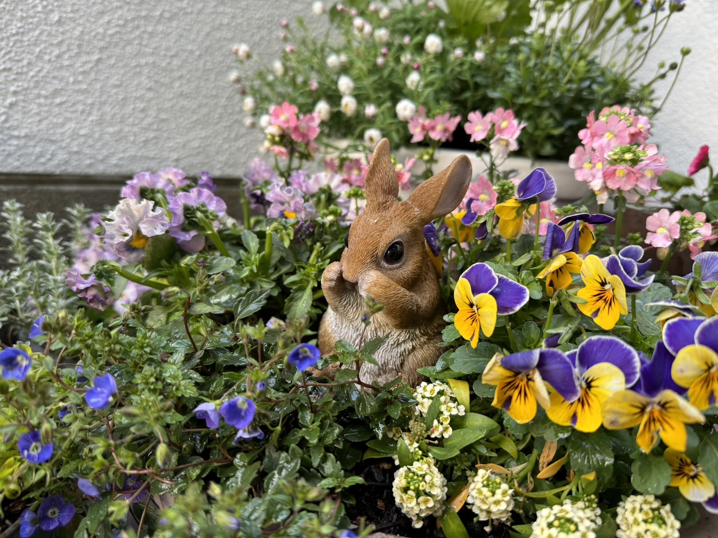 rabbit